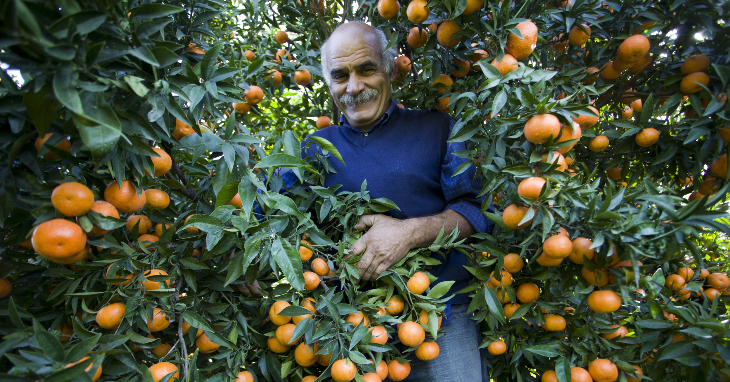Man-Orange-tree-Italy-why-use-a-destination-management-company