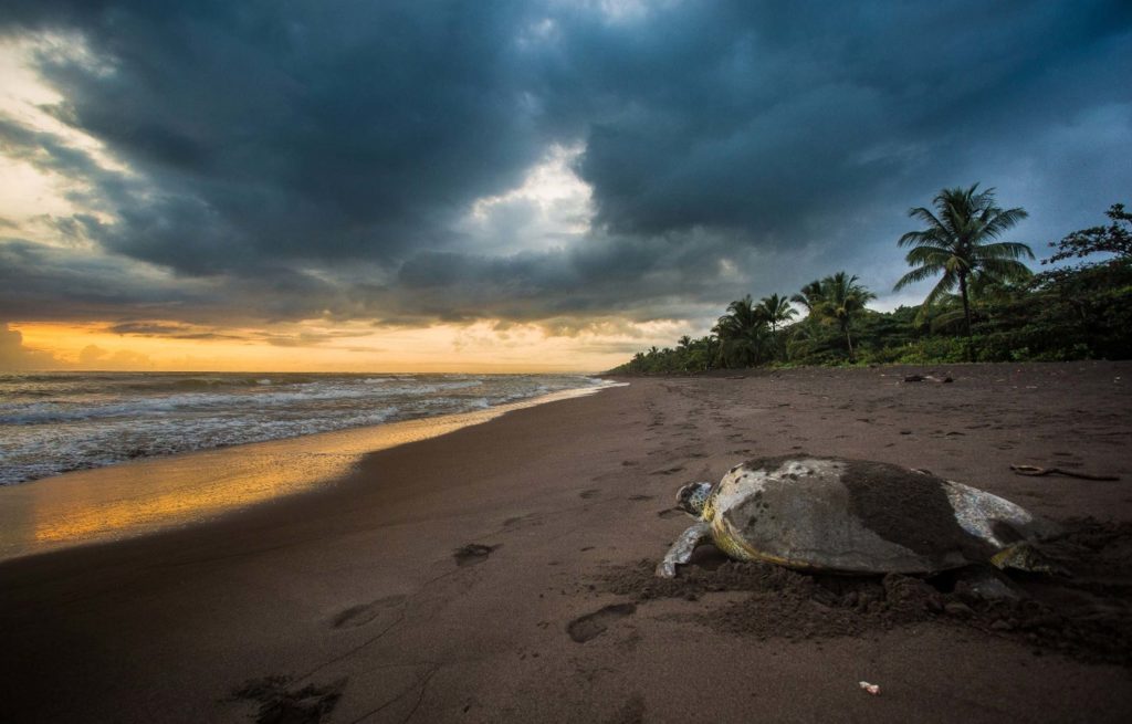 A turtle laying on the beach at sunset.