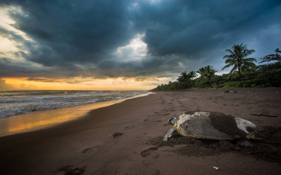 Brett Tollman’s Blog: Supporting Sea Turtle Conservation And Announcing Our TTC “Multi-Year Plastics Elimination Strategy”