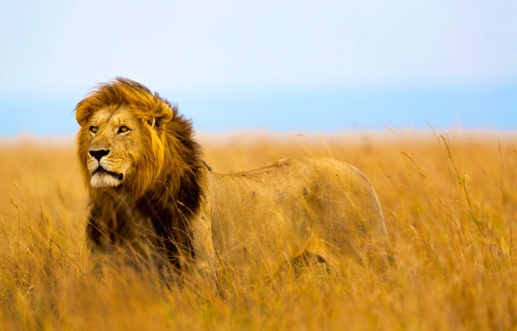 A lion is standing in a field of tall grass.
