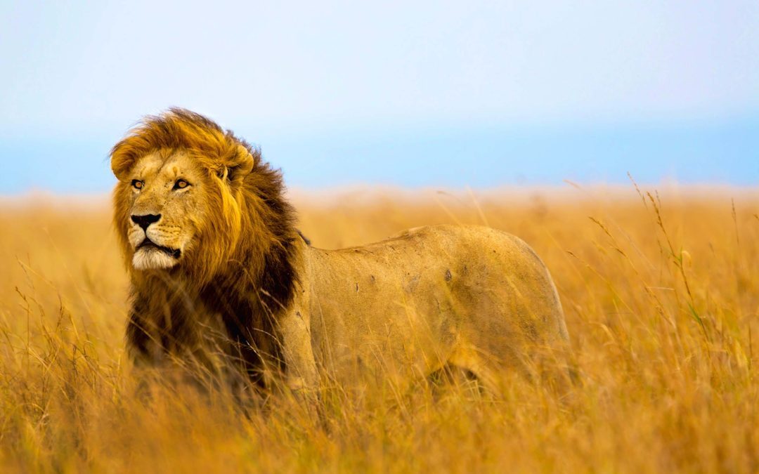 The Travel Corporation Appoints CEO of The Travel Corporation Africa Division and New President of Lion World Travel