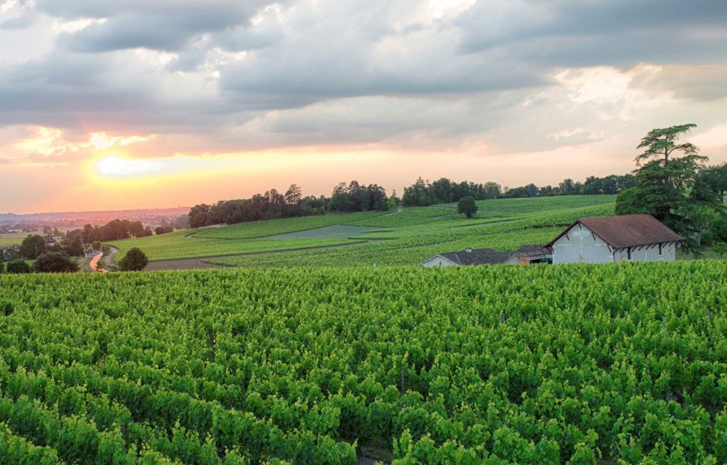 A vineyard field at sunset with a house in the background.