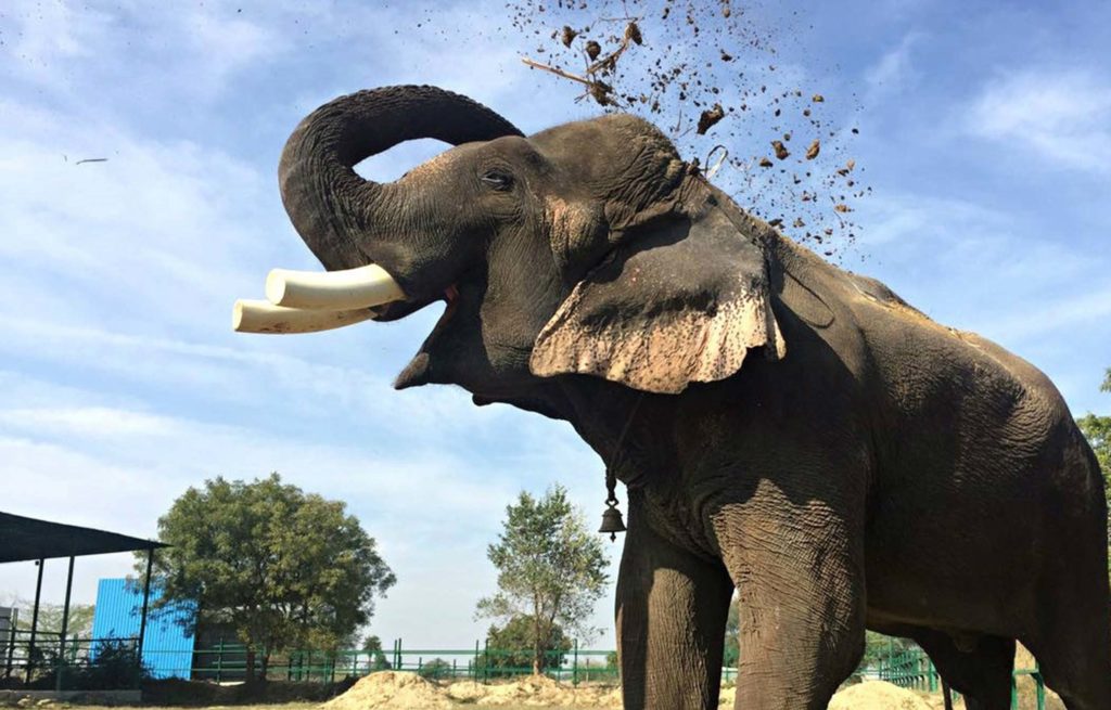 An elephant is playing with dirt in a zoo.