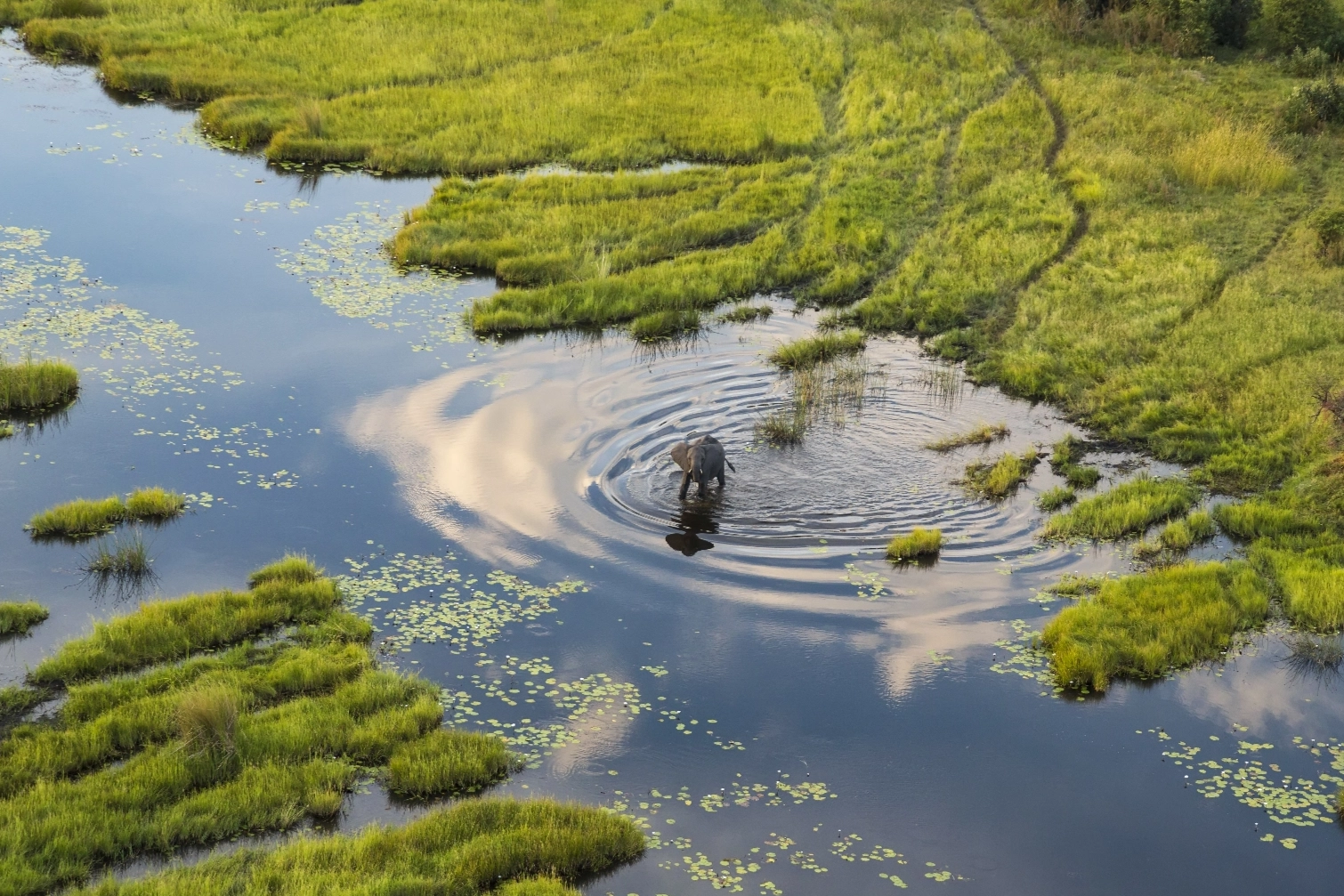 an elephant walking through a swamp 