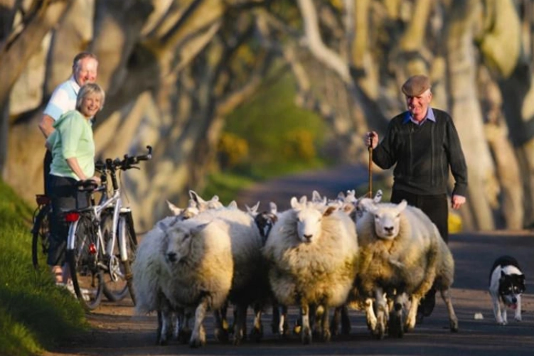 elderly man leading sheep down a road