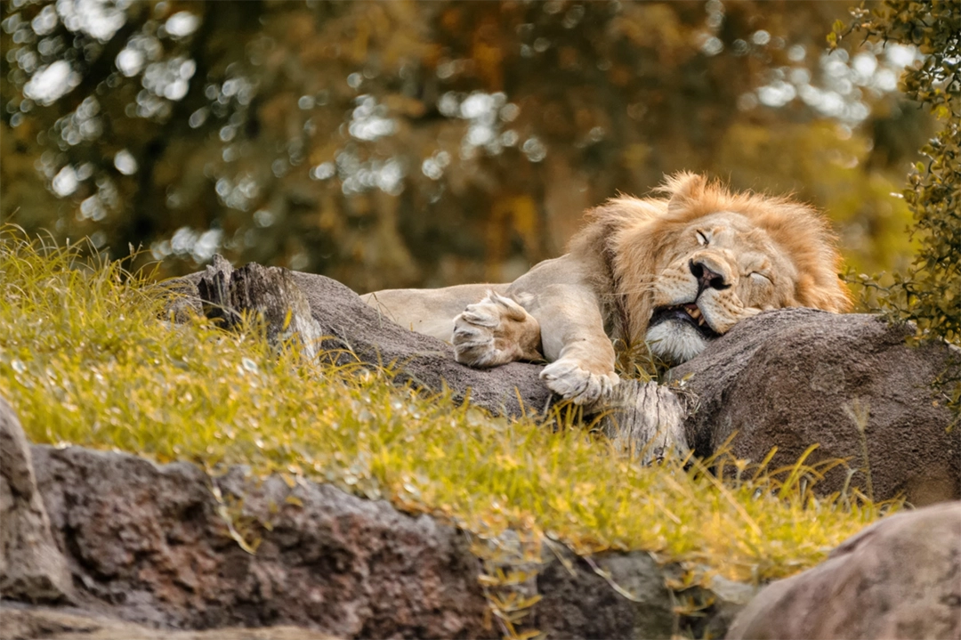 A sleeping lion